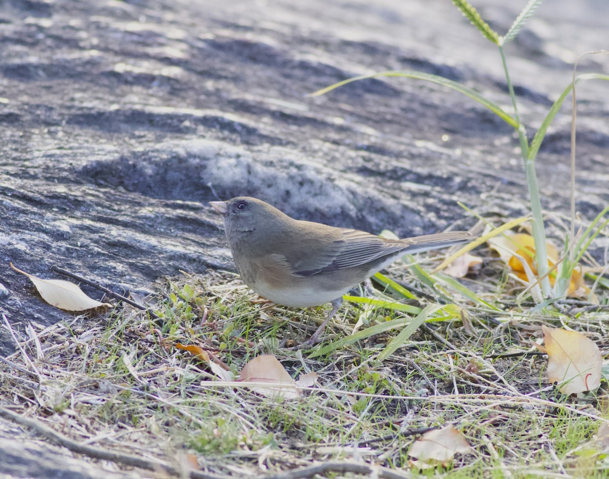 Dark-eyed Junco - ML644267881