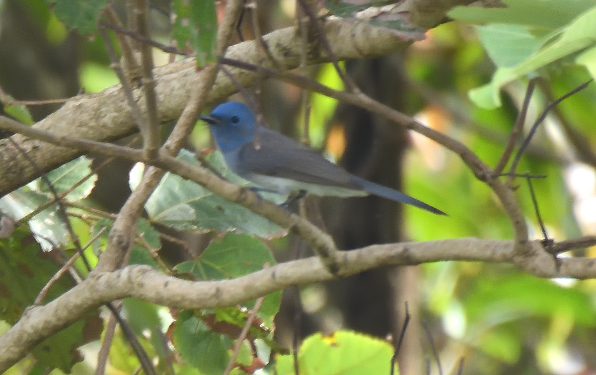 Tchitrec azuré - ML644267882