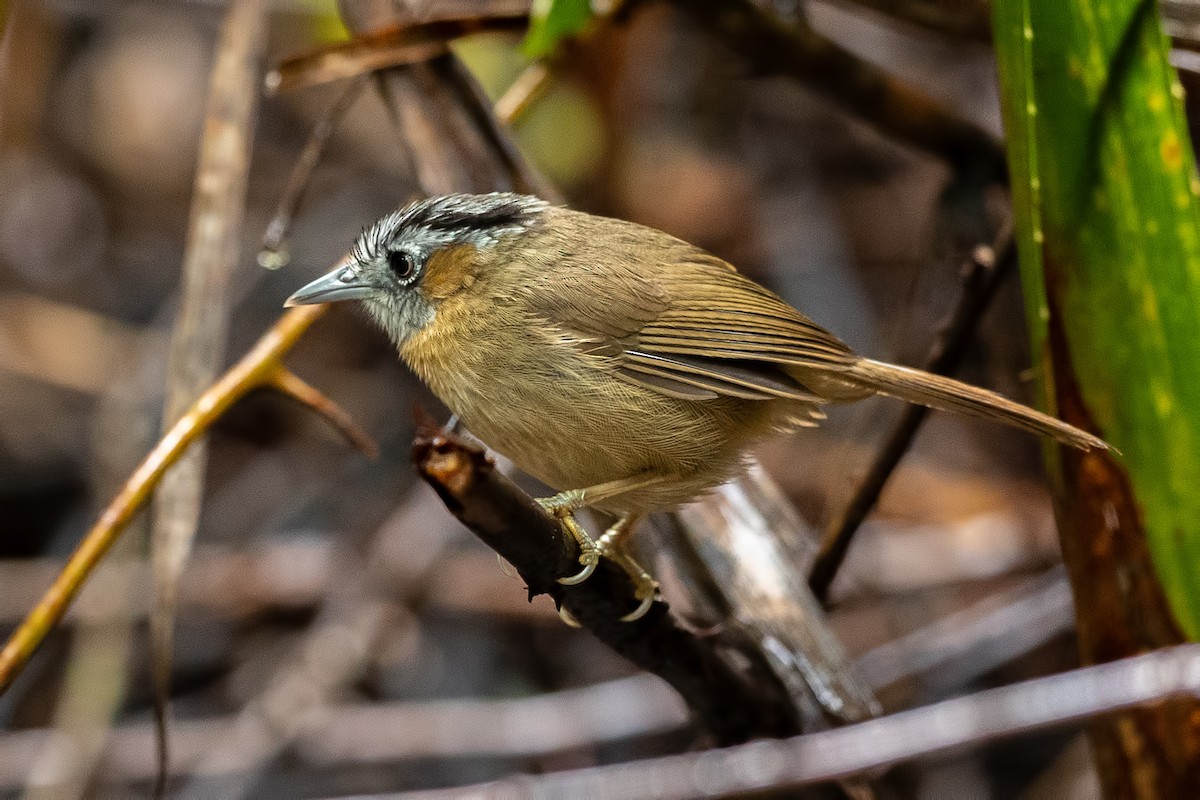 Gray-throated Babbler - ML644267890