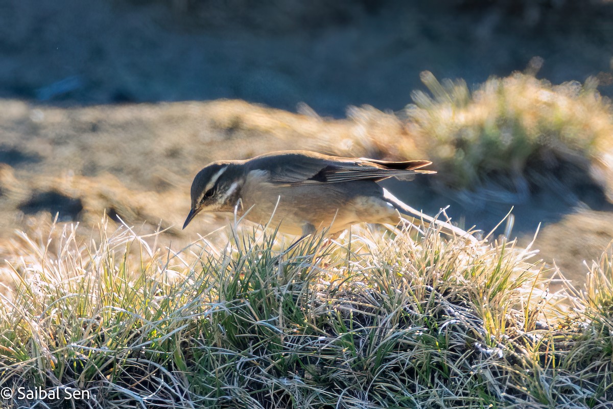 Buff-winged Cinclodes - ML644267891