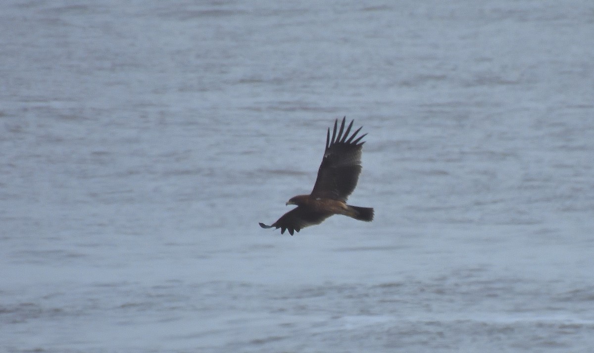 Indian Spotted Eagle - ML644267892