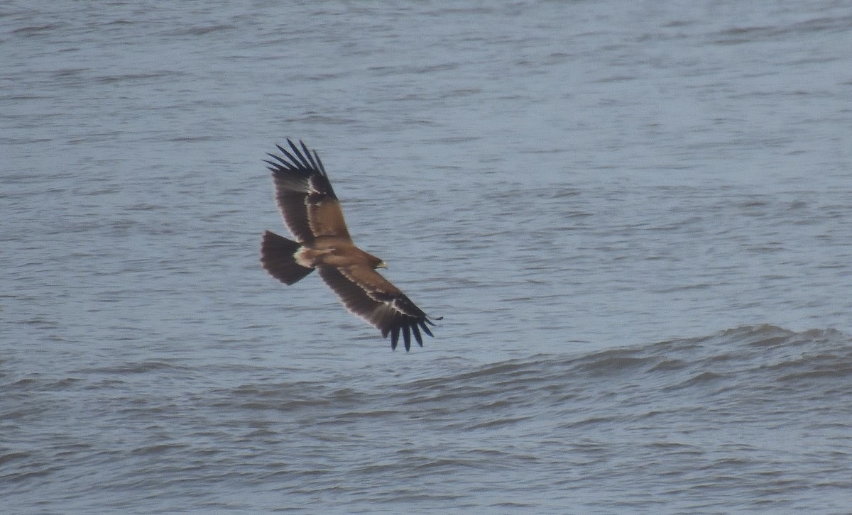 Indian Spotted Eagle - ML644267893