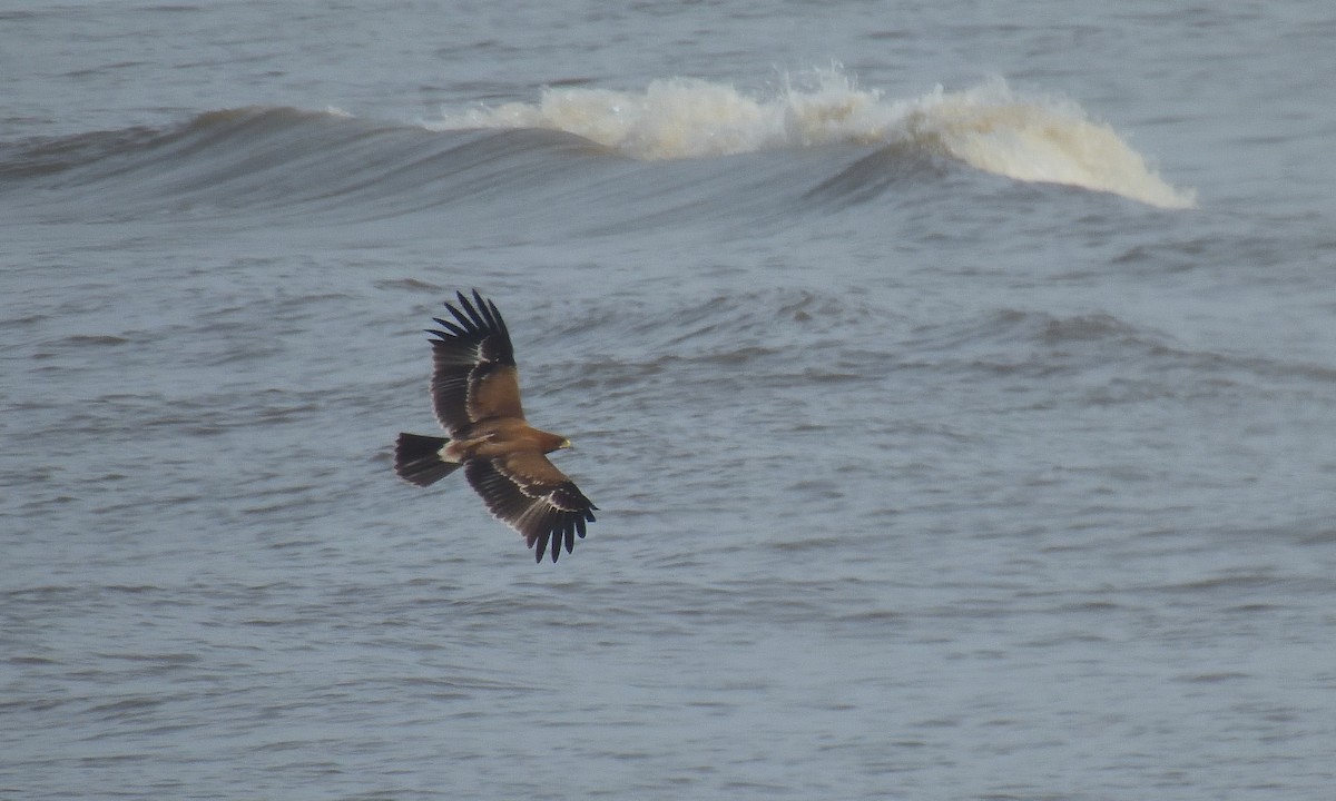 Indian Spotted Eagle - ML644267894