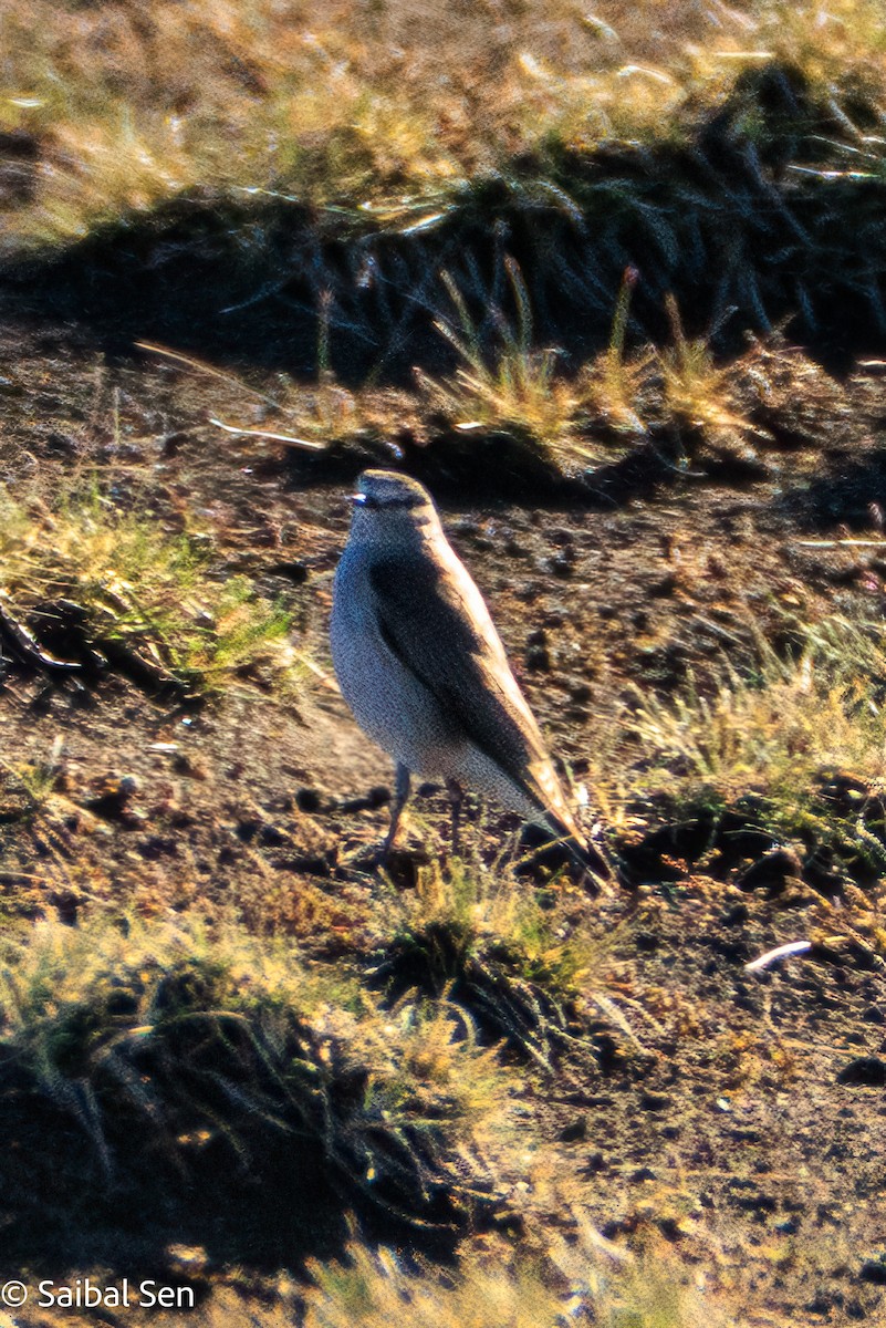 Dormilon à nuque jaune - ML644267907