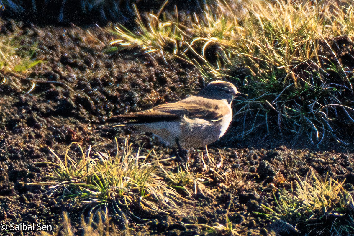 Dormilon à nuque jaune - ML644267908