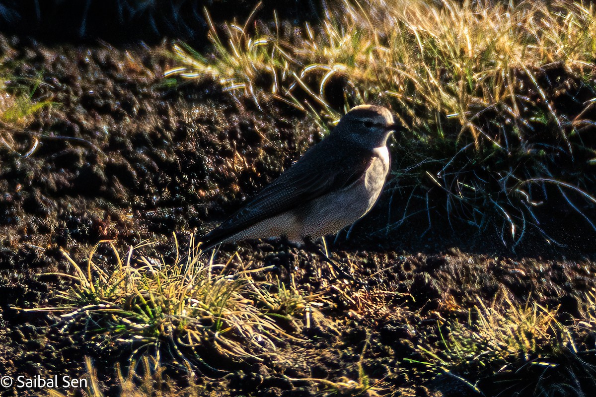 Dormilon à nuque jaune - ML644267909