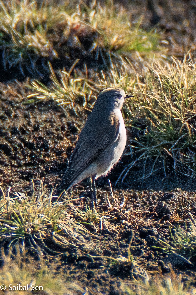 Dormilon à nuque jaune - ML644267910