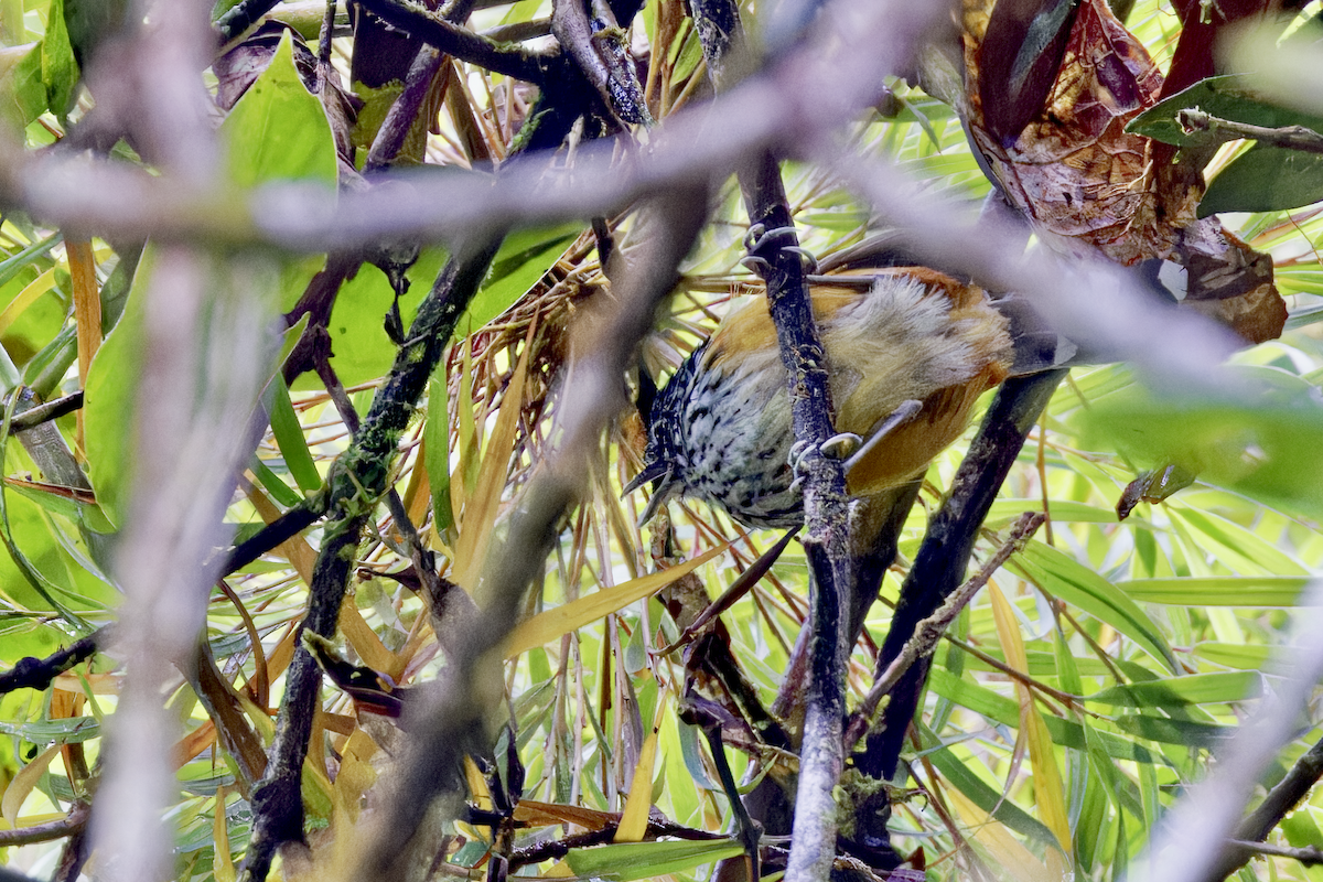 Streak-headed Antbird - ML644267919