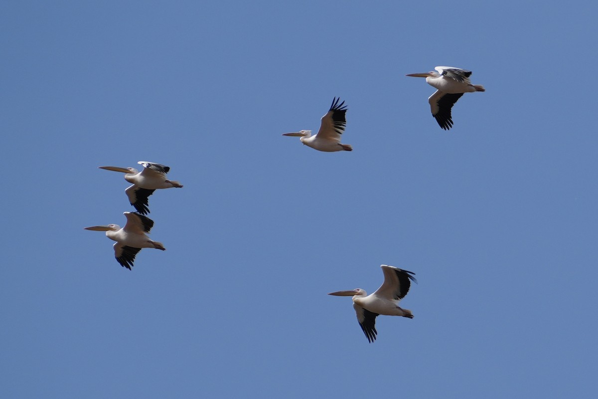 Great White Pelican - ML644267926