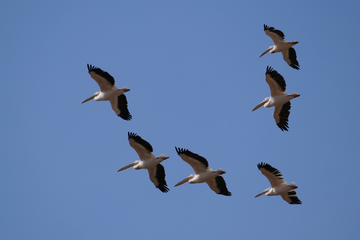 Great White Pelican - ML644267927