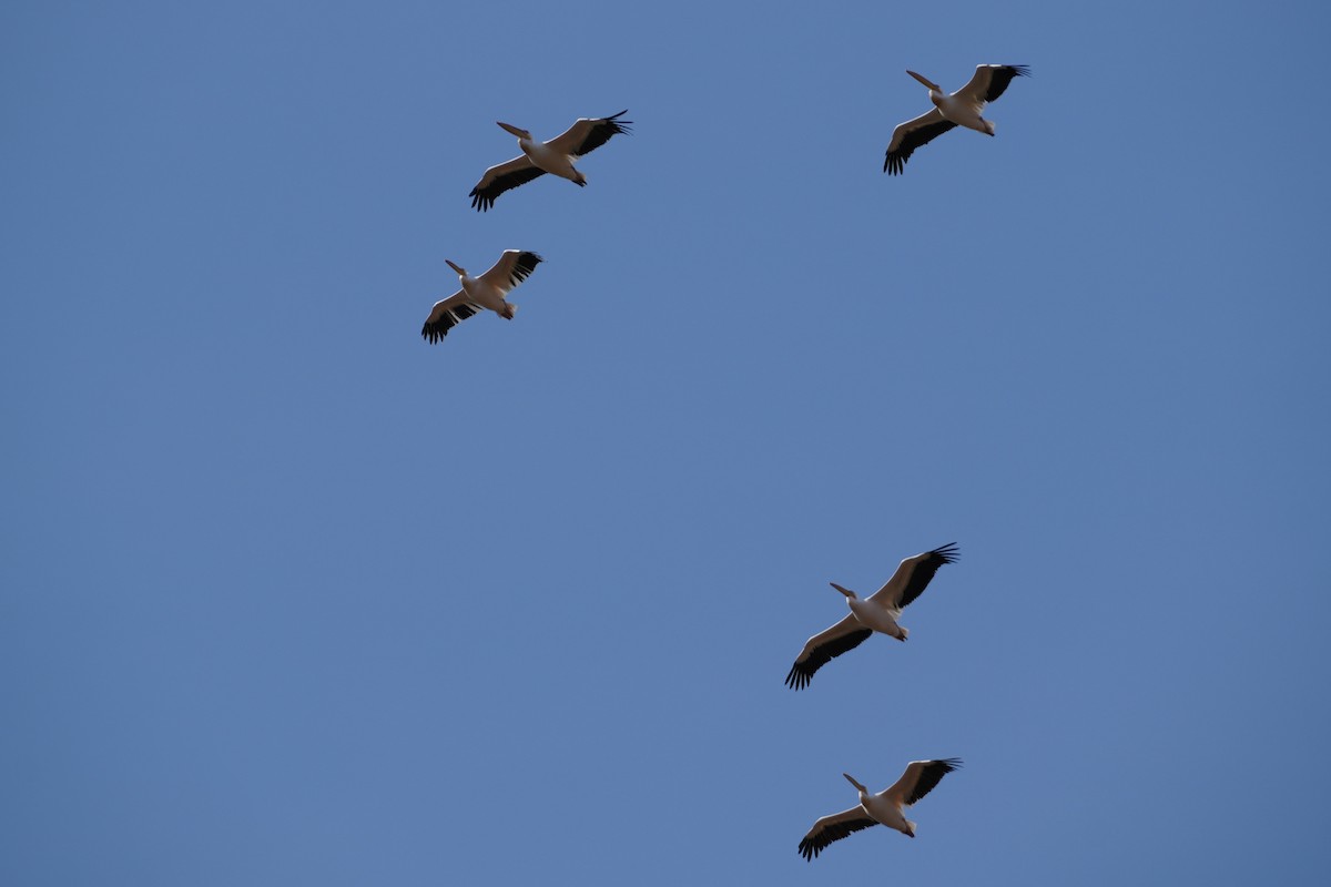 Great White Pelican - ML644267929