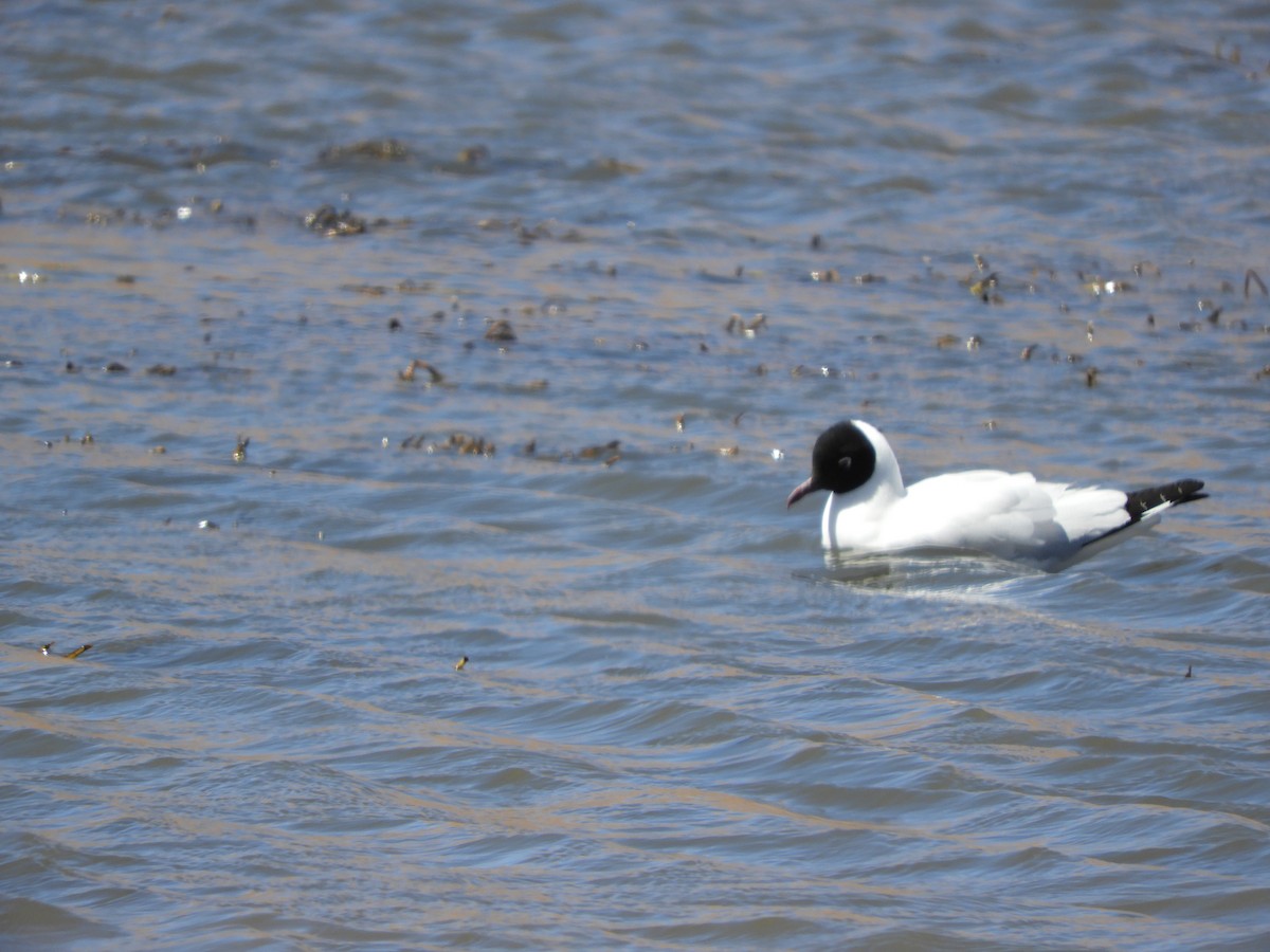 Andean Gull - ML644267942