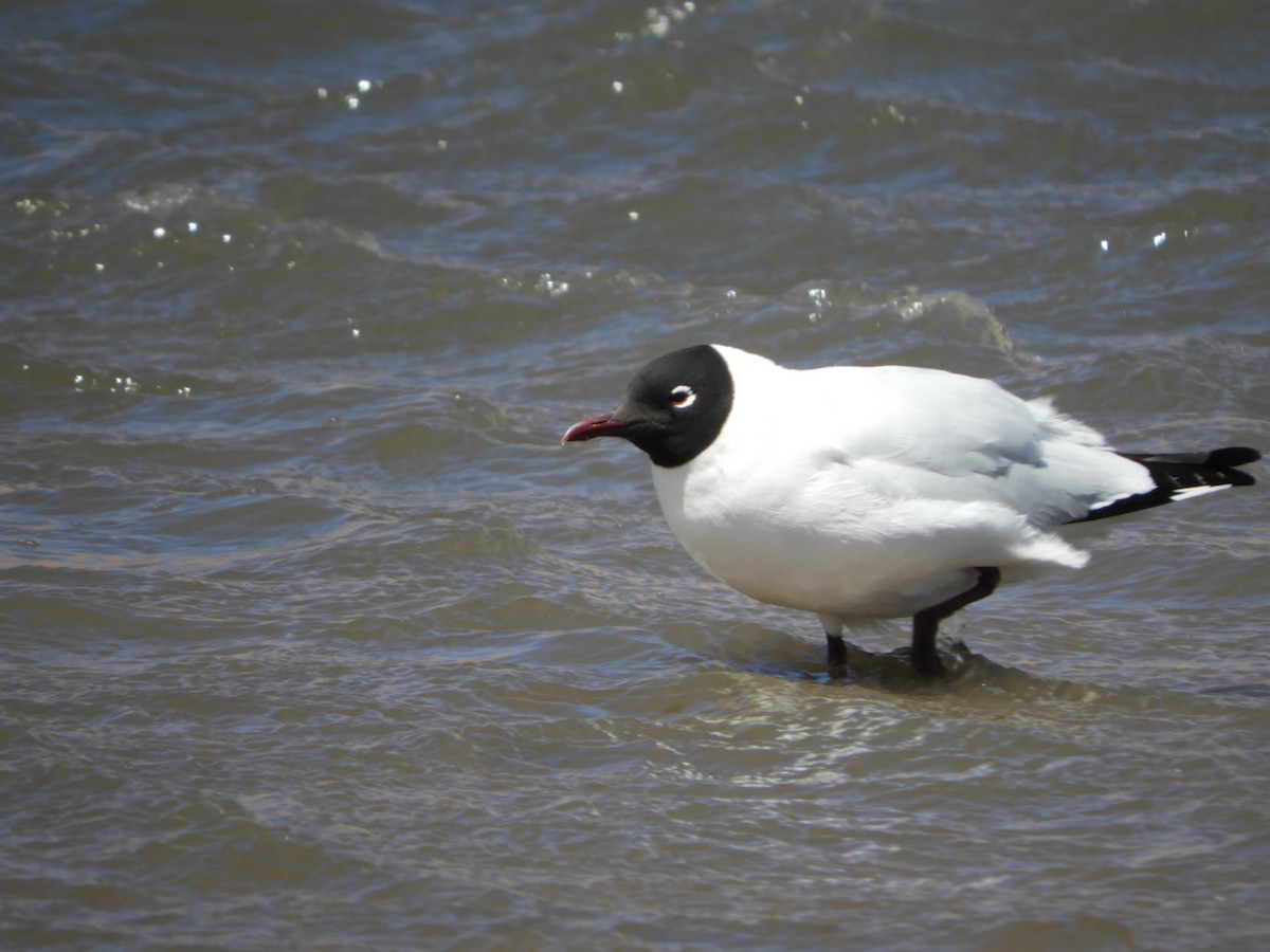 Andean Gull - ML644267943