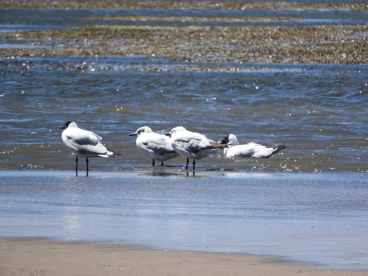 Andean Gull - ML644267944