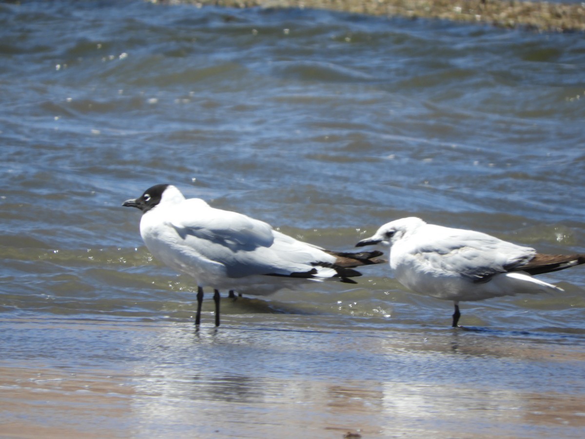 Andean Gull - ML644267945