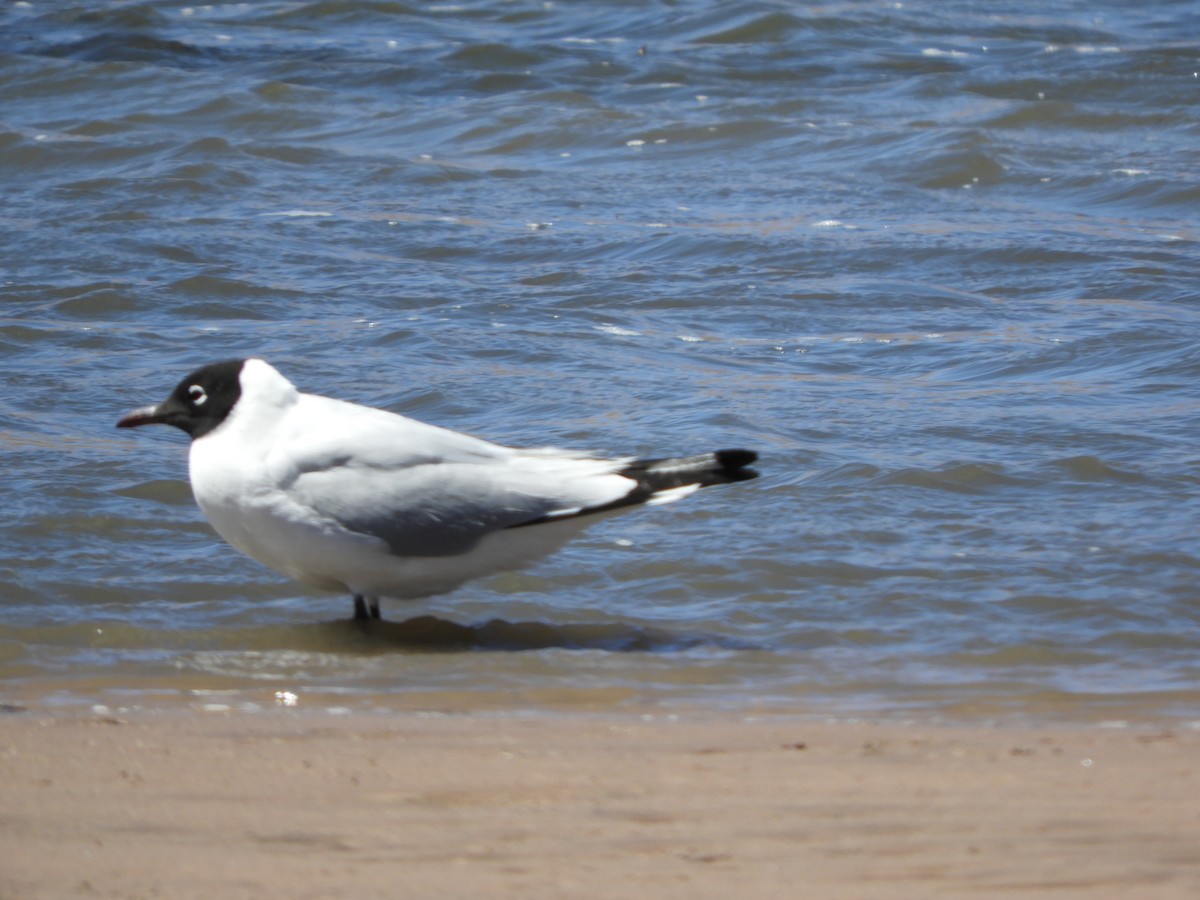 Andean Gull - ML644267946