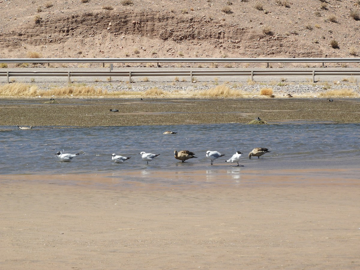 Andean Gull - ML644267947