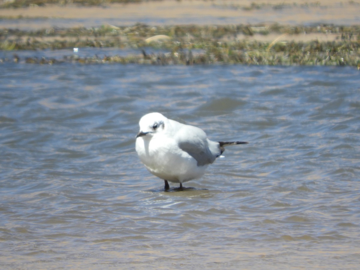 Andean Gull - ML644267948