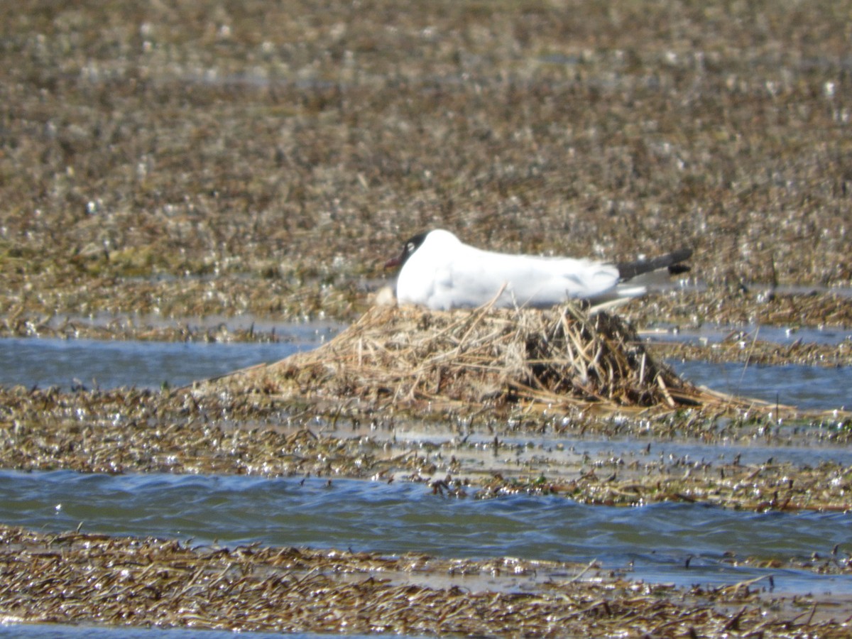 Andean Gull - ML644267949