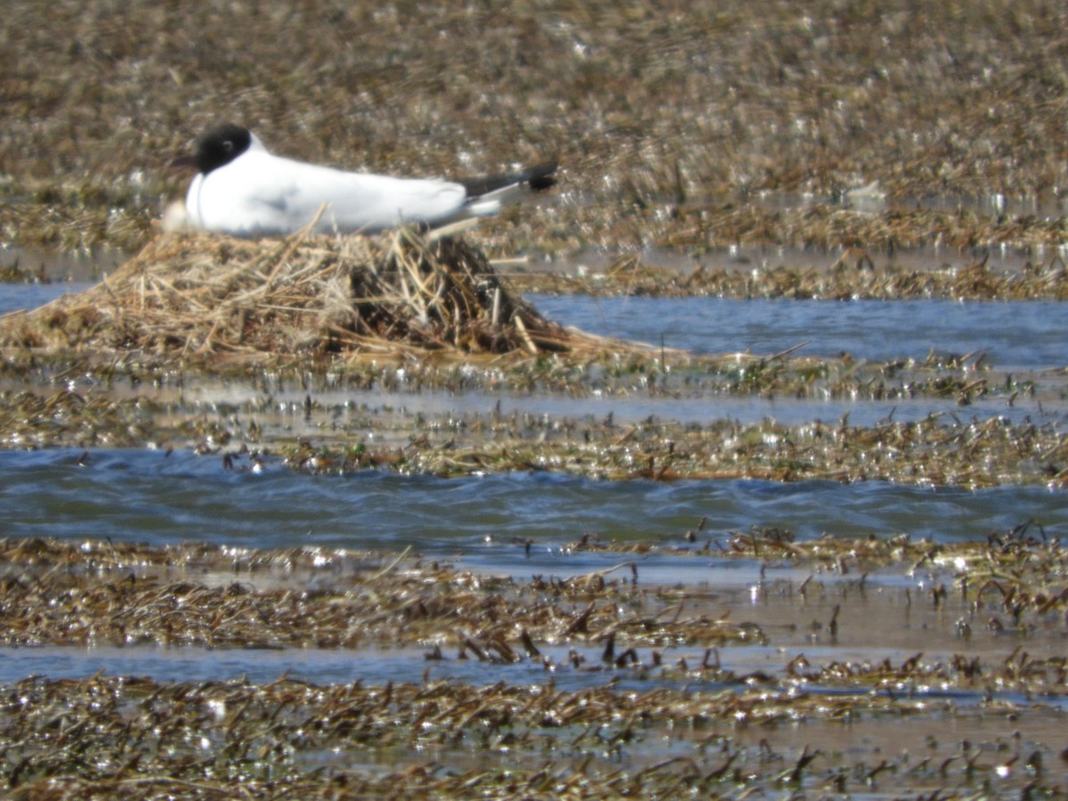 Andean Gull - ML644267950