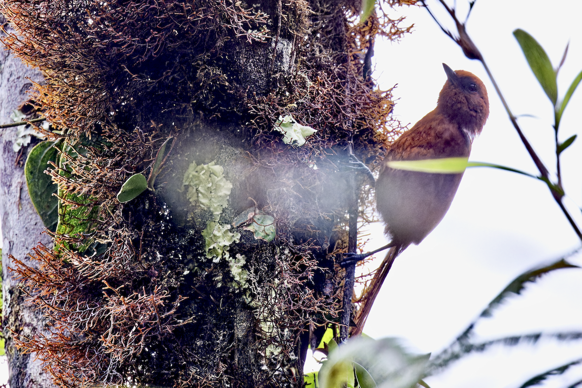 Rufous Spinetail - ML644267956