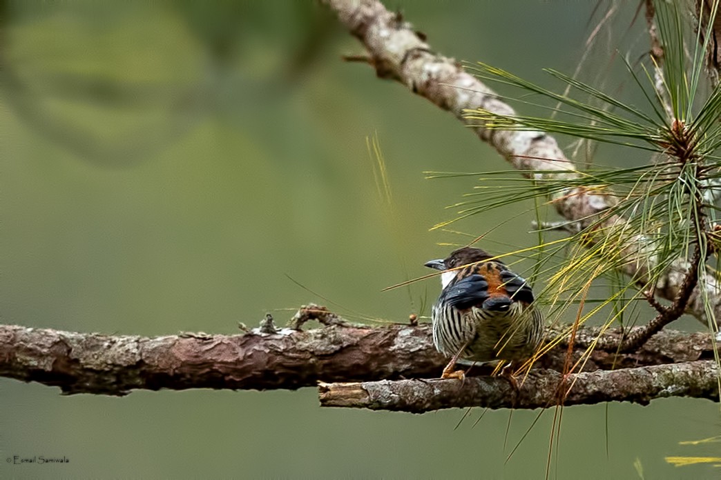 Vietnamese Cutia - ML644267957