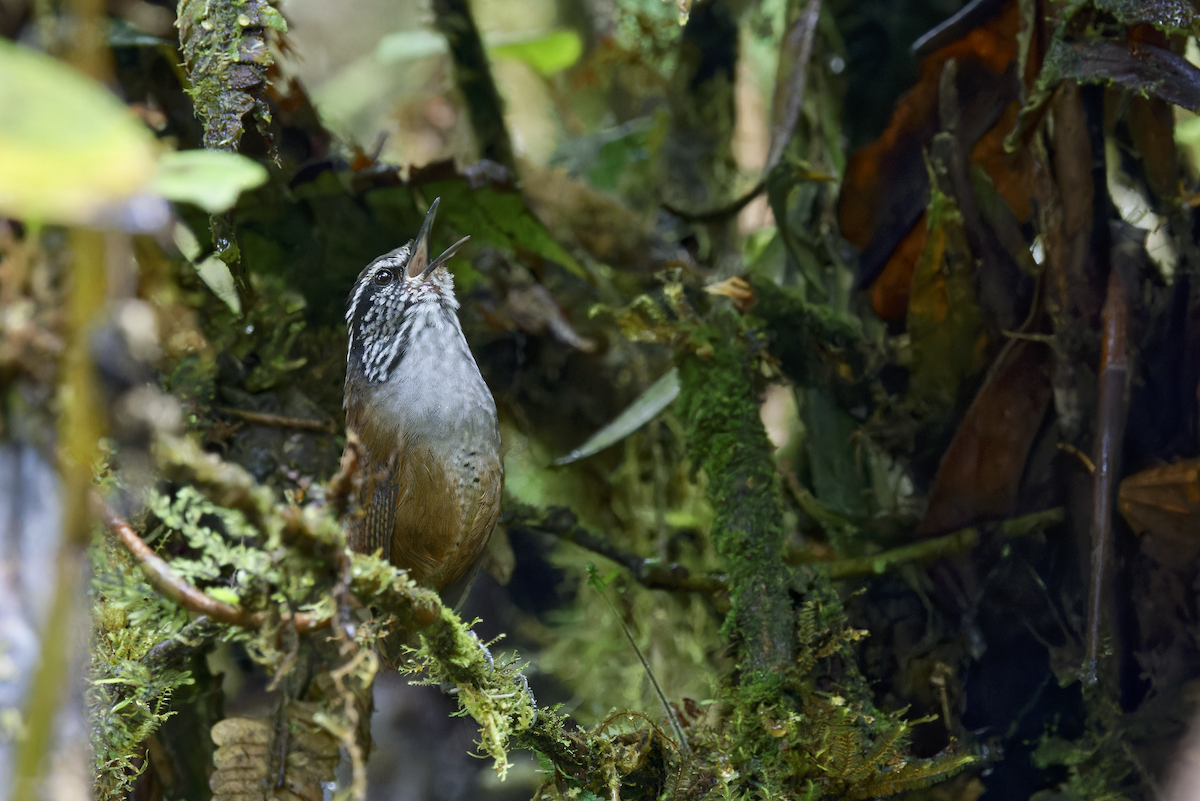 Munchique Wood-Wren - ML644267968