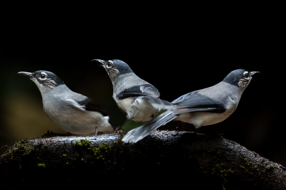 Garrulaxe de Desgodins - ML644267972