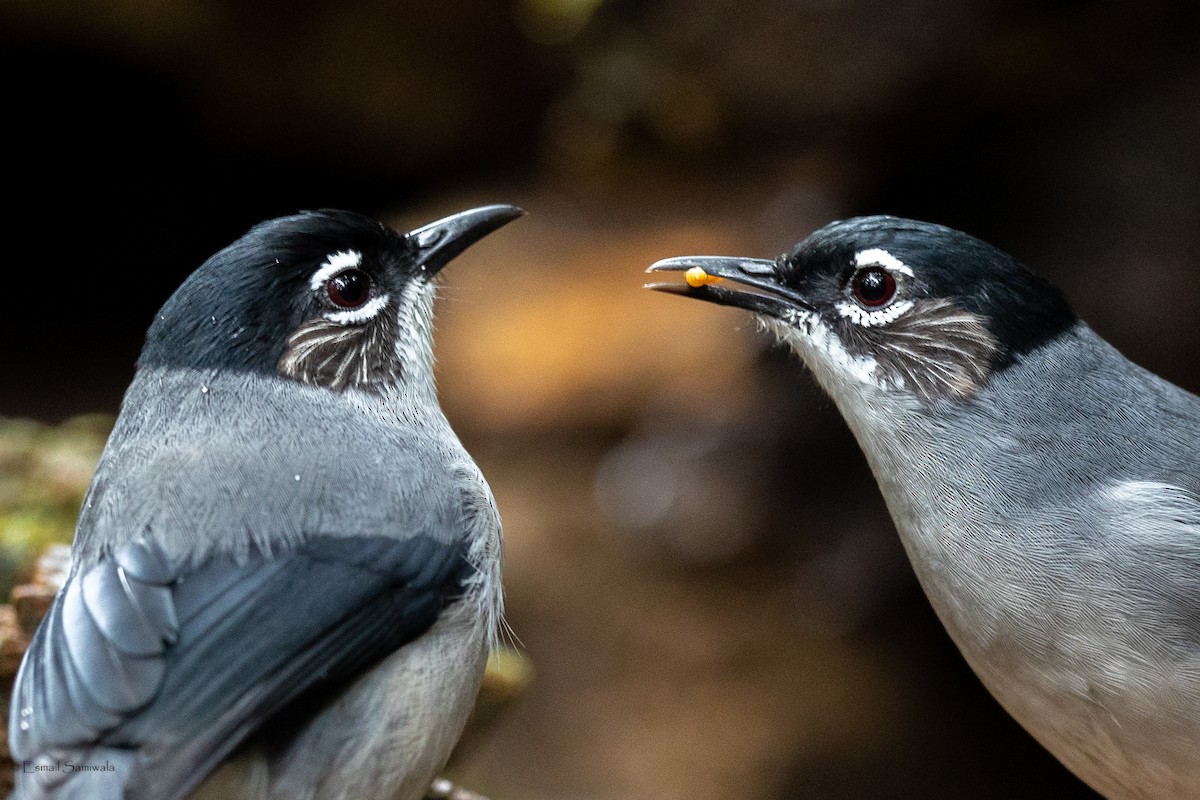 Garrulaxe de Desgodins - ML644267973