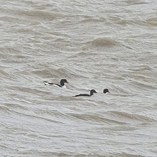 praktærfugl - ML644267984