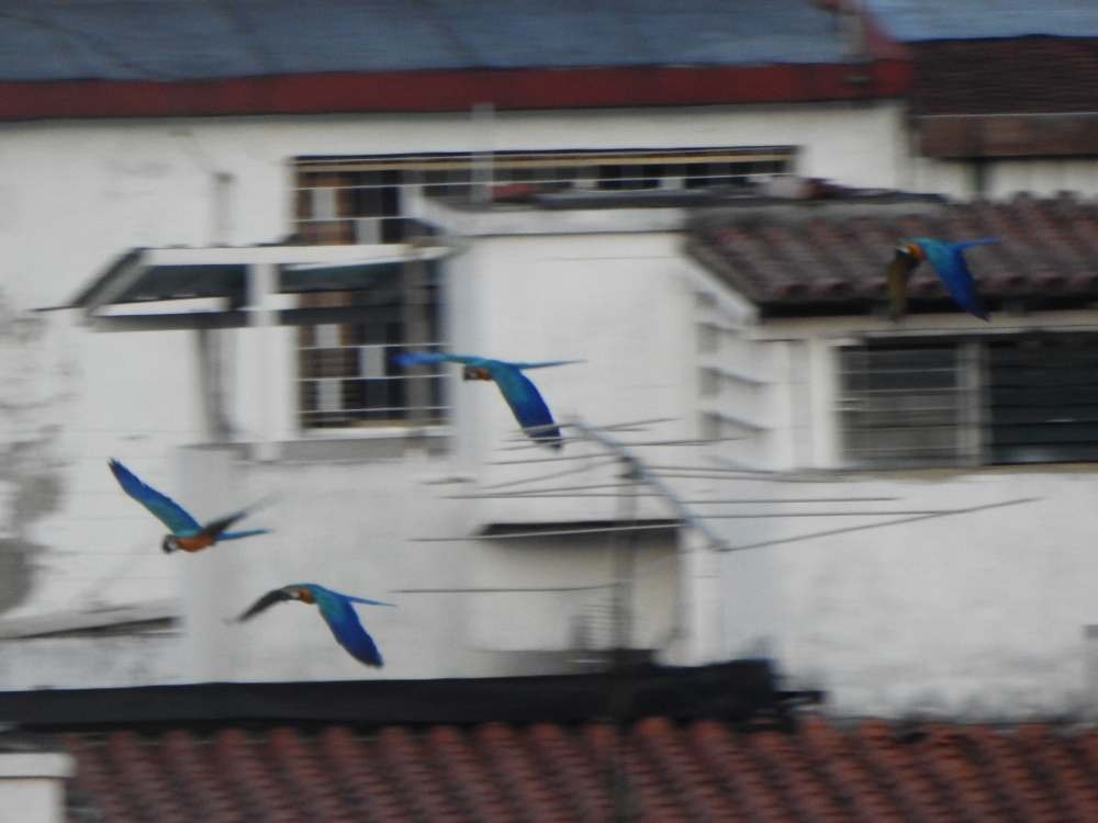 ルリコンゴウインコ - ML644267987