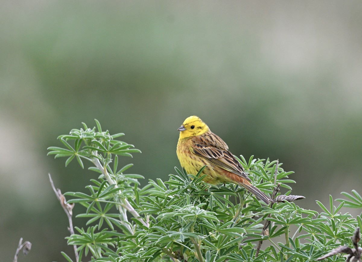 strnad obecný - ML644267988