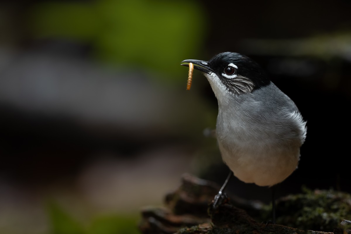 Black-headed Sibia (Lang Bian) - ML644267989