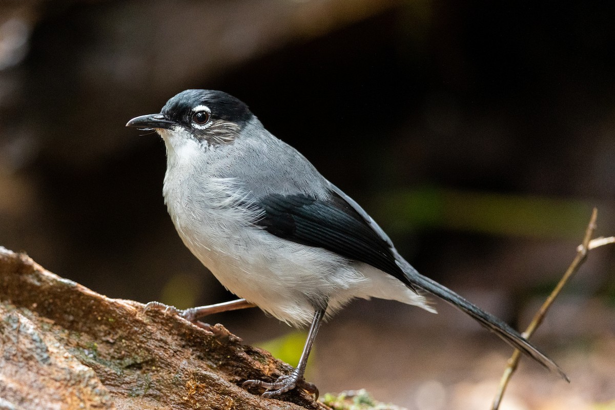 Black-headed Sibia (Lang Bian) - ML644267990
