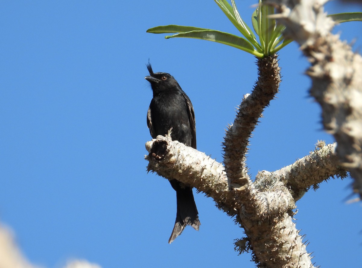 Crested Drongo - ML644267991
