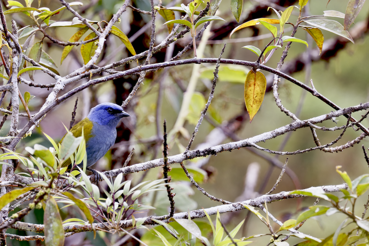 Blue-capped Tanager - ML644267993