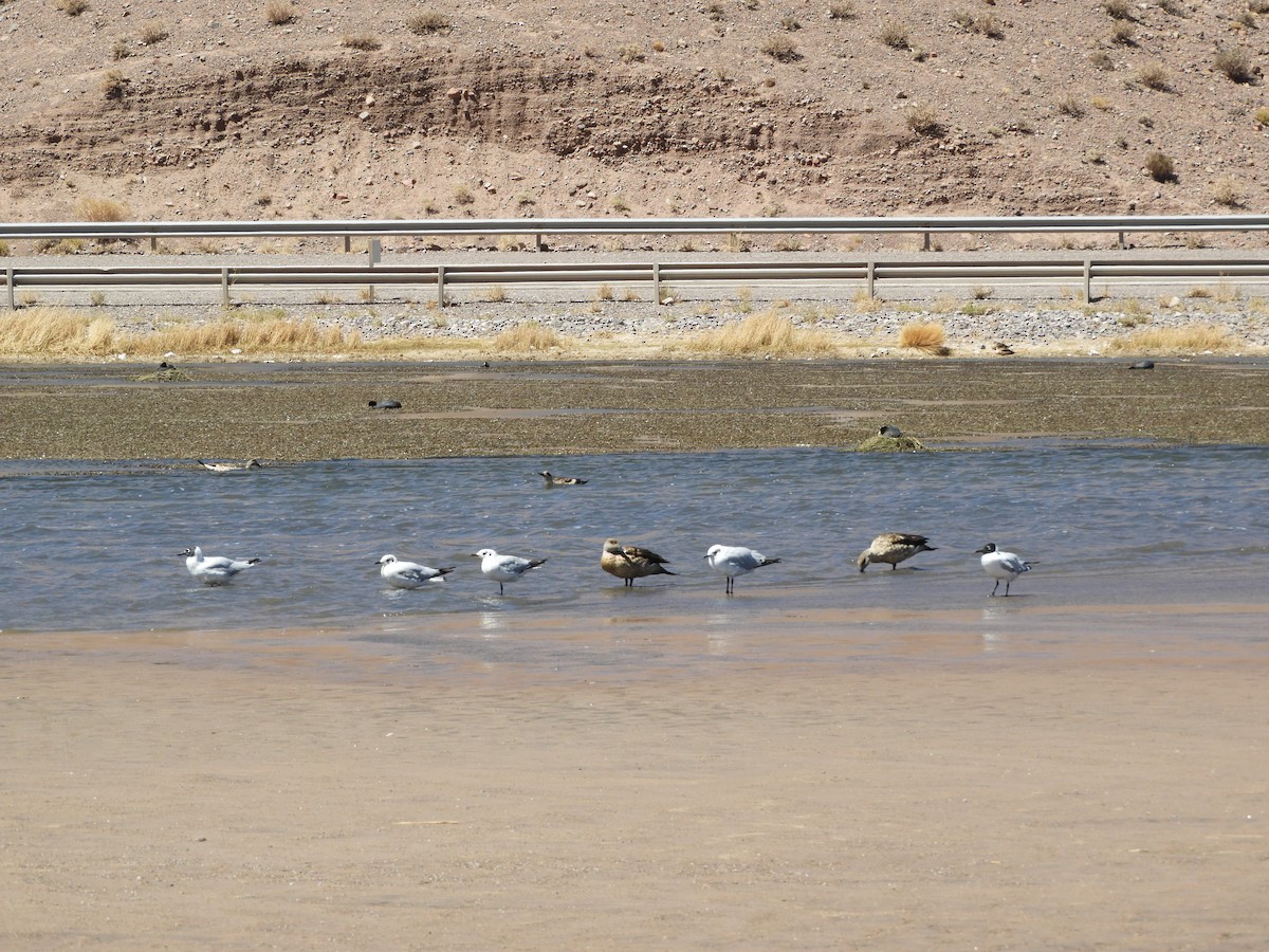 Andean Gull - ML644267994