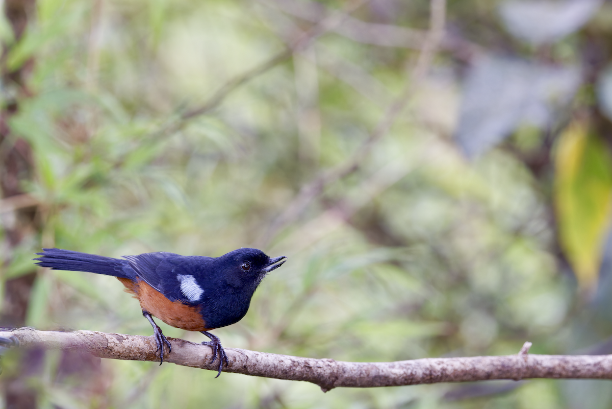 Chestnut-bellied Flowerpiercer - ML644268001