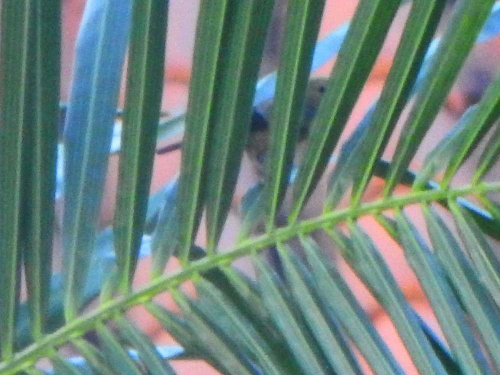 palmetanagar - ML644268002