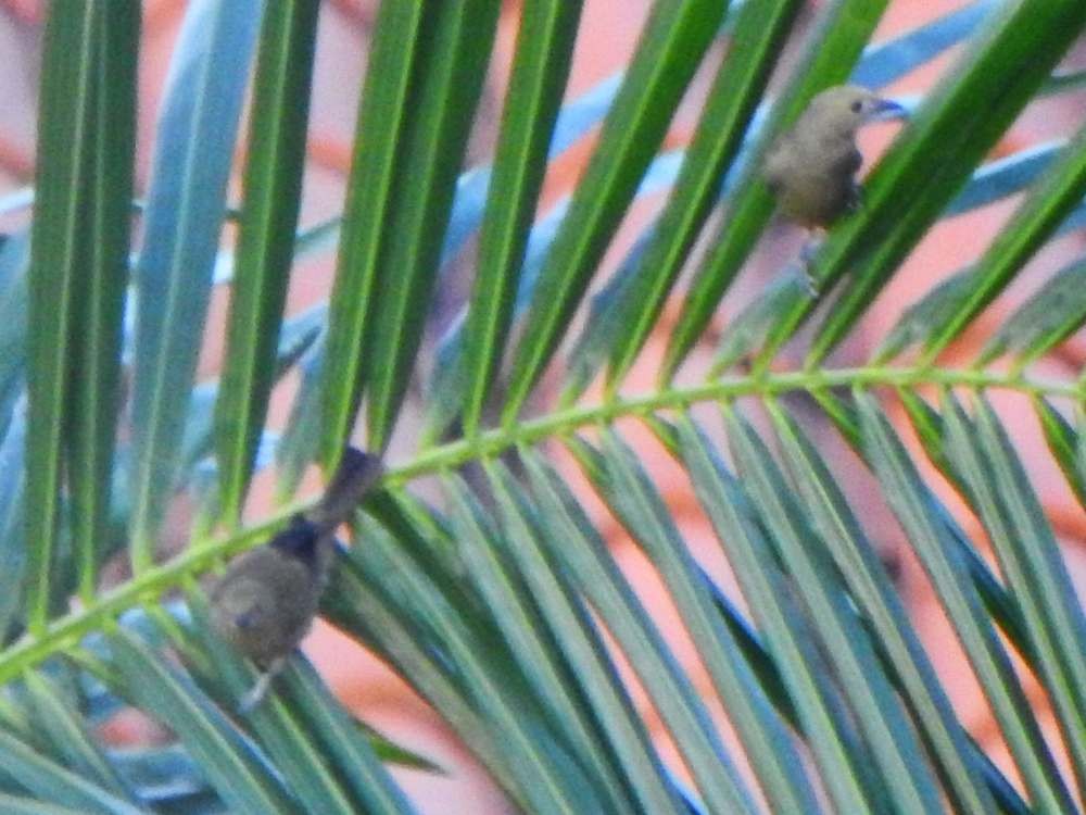 palmetanagar - ML644268010