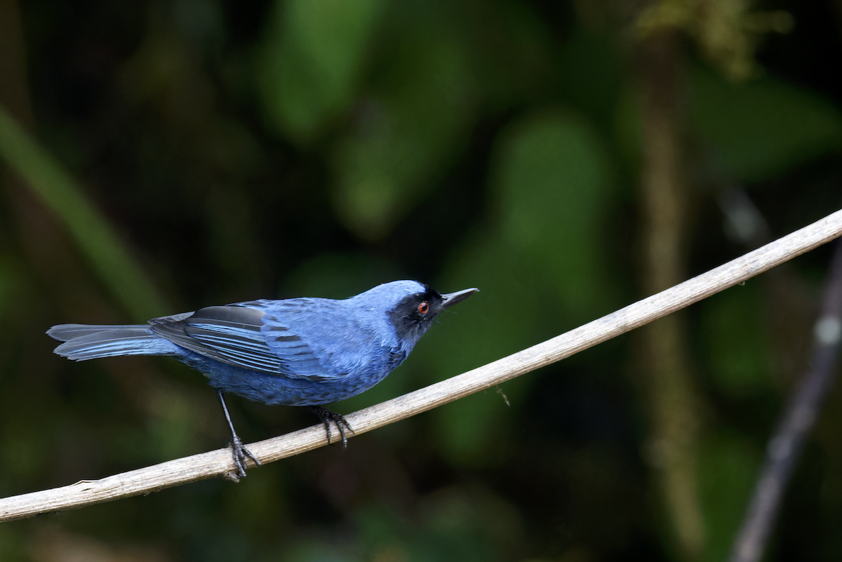 Masked Flowerpiercer - ML644268012