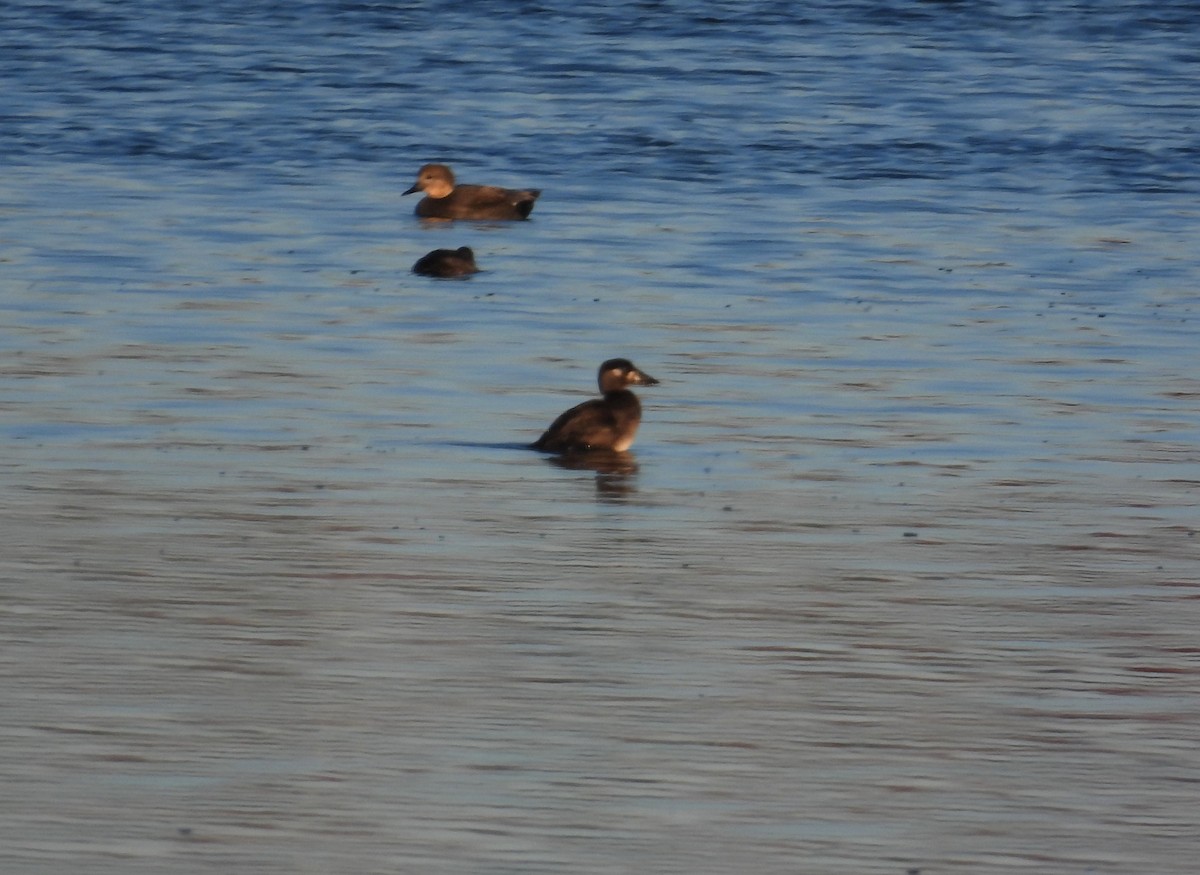 Surf Scoter - ML644268013