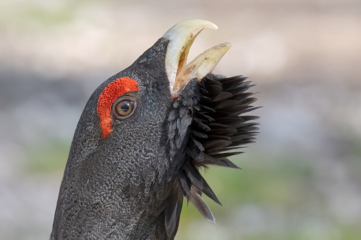 Basoilarra - ML644268022