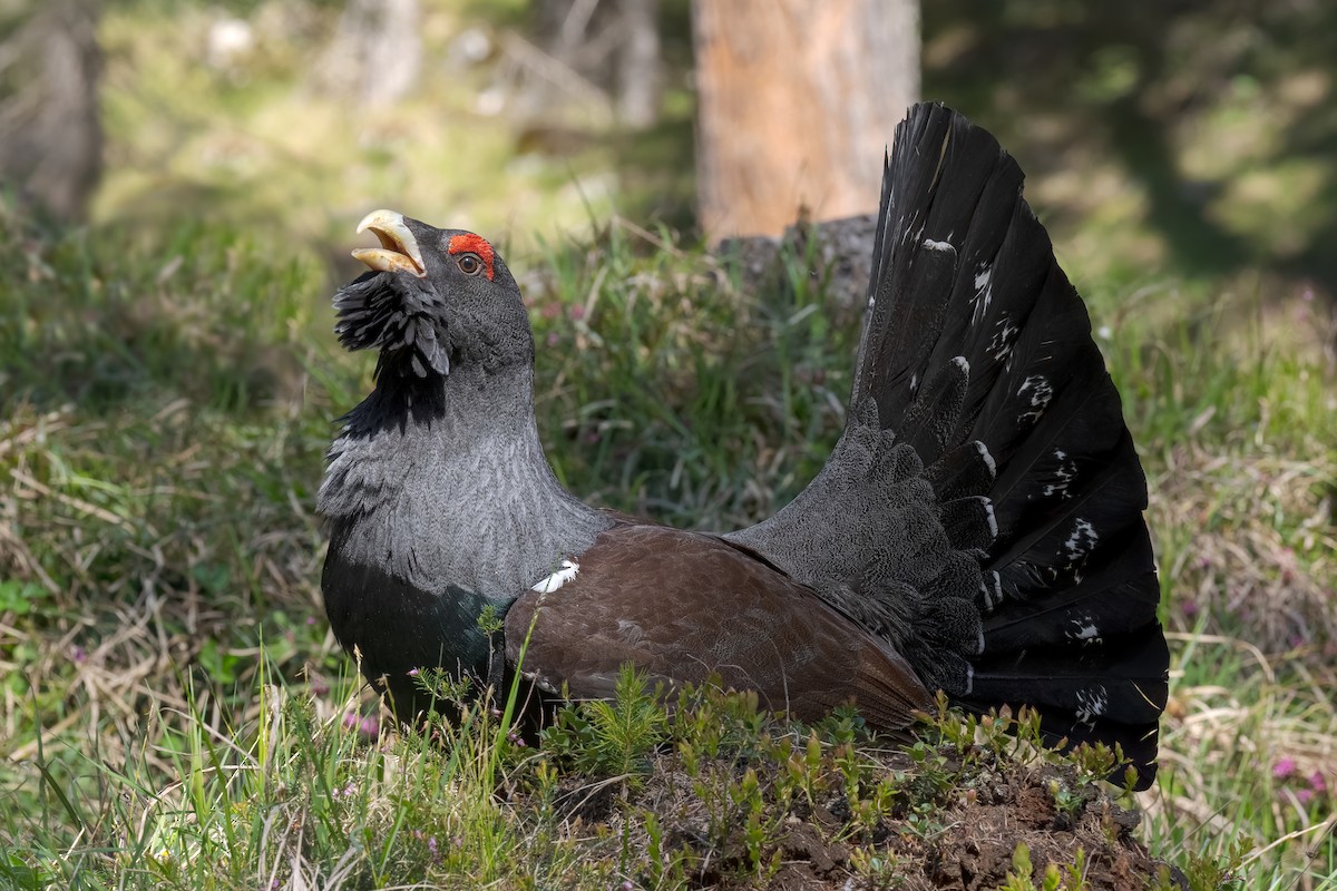 Basoilarra - ML644268046