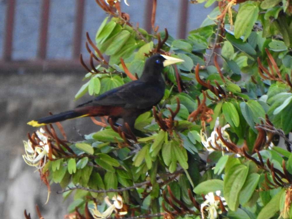 Crested Oropendola - ML644268047