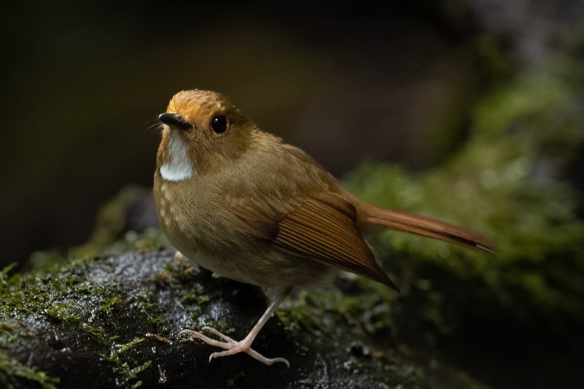 Rufous-browed Flycatcher - ML644268050