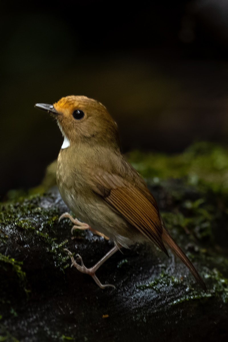 Rufous-browed Flycatcher - ML644268051