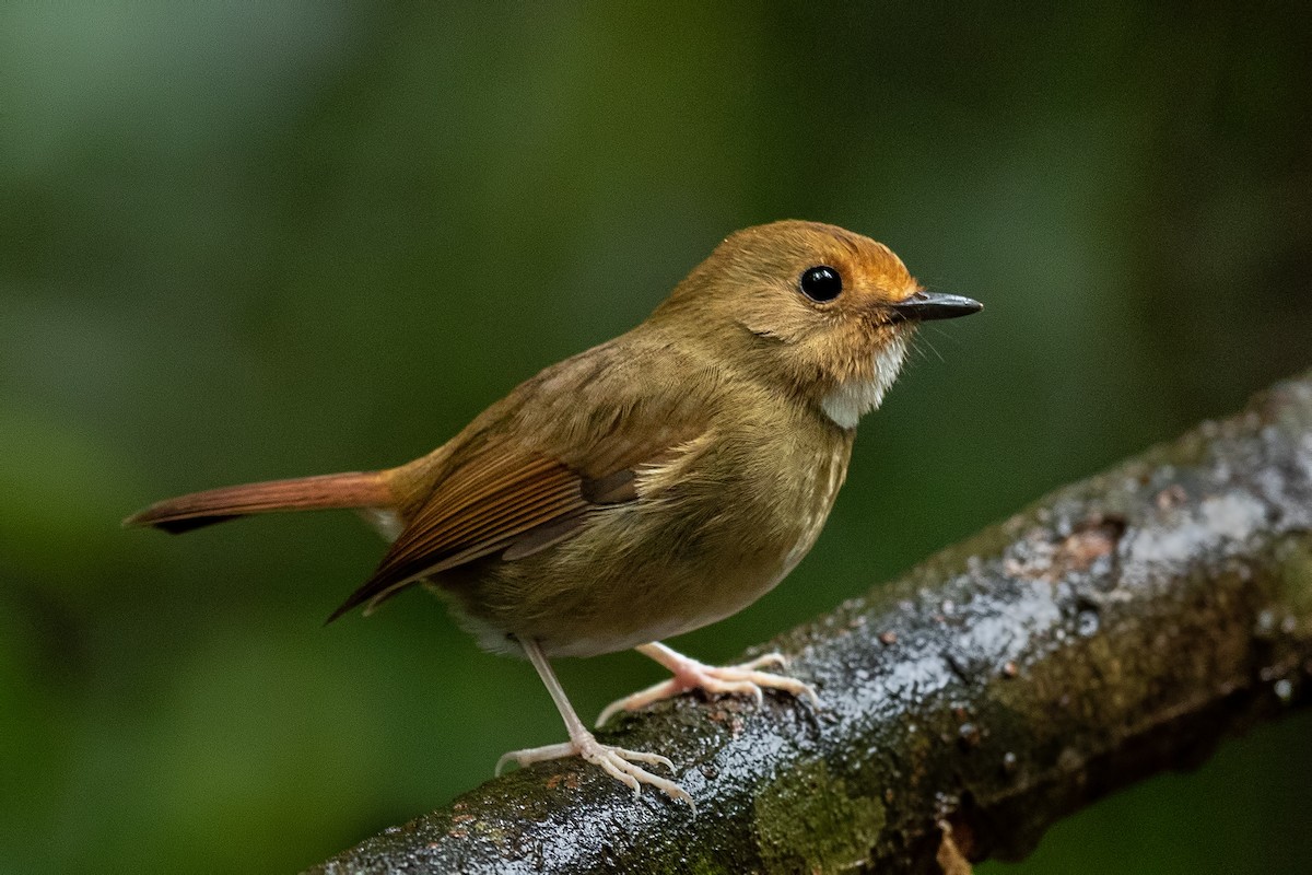Rufous-browed Flycatcher - ML644268052