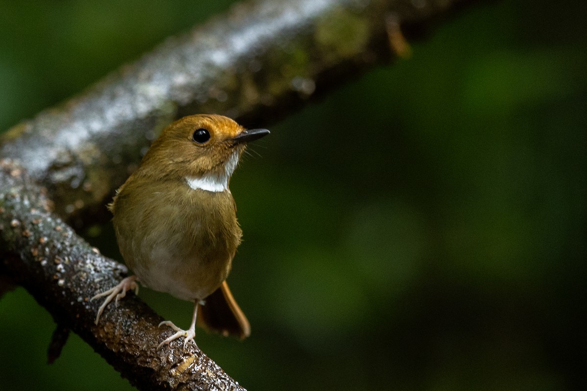 Rufous-browed Flycatcher - ML644268053