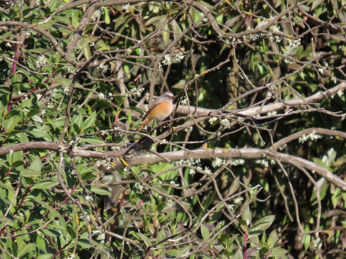 Эгэл гал сүүлт - ML644268057